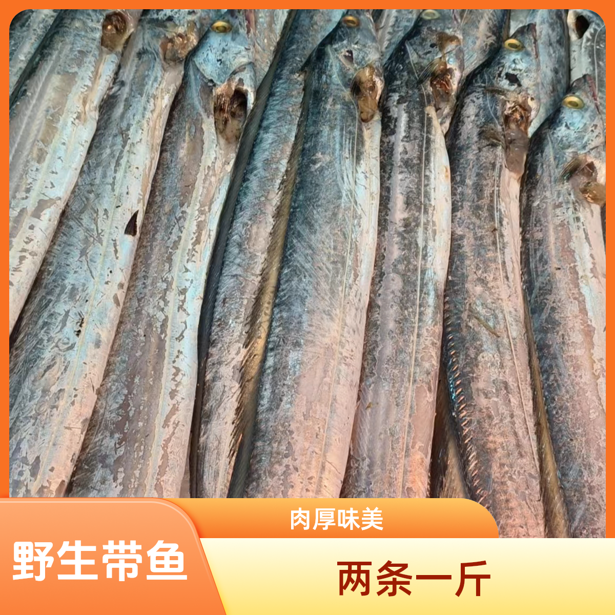 冷冻野生带鱼39.9元2斤【俩 条一斤肉厚；味美10年的老牌回头客喜欢】带鱼同城送