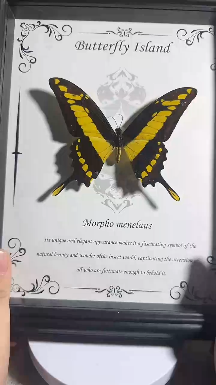 有机玻璃十寸敏智凤蝶