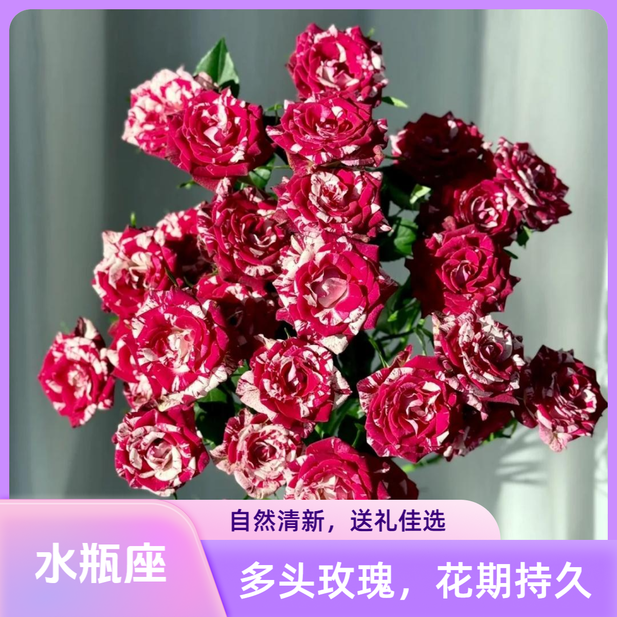 【杨苏莹花房】水瓶座多头玫瑰云南鲜花直发一单顺丰冷链两单空运