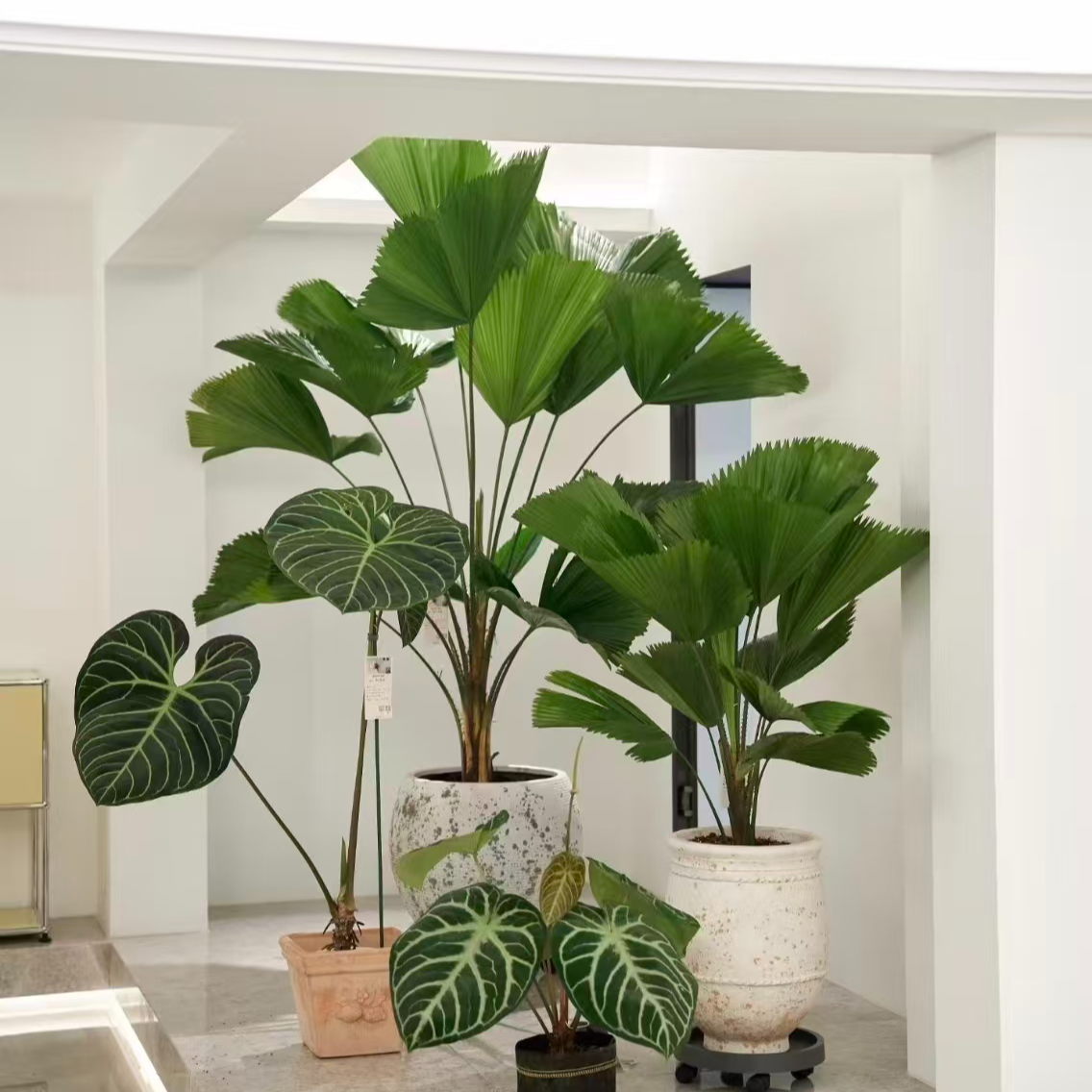 泰国圆叶轴榈一物一拍