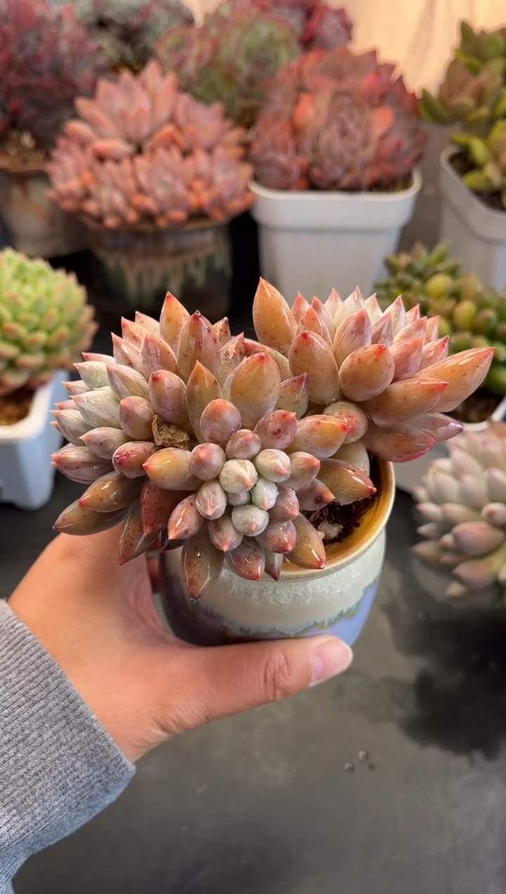 0696所罗门（天冷必拍保温箱）