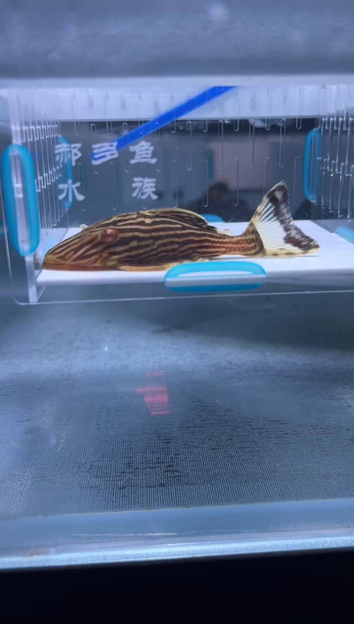 清道夫7.8不包入缸损49