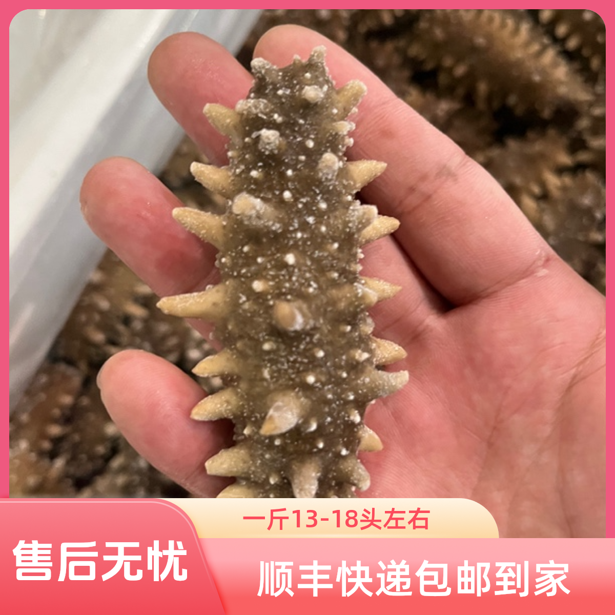 辽参鲜蒸即食海参 一斤15头左右【顺丰包邮到家】