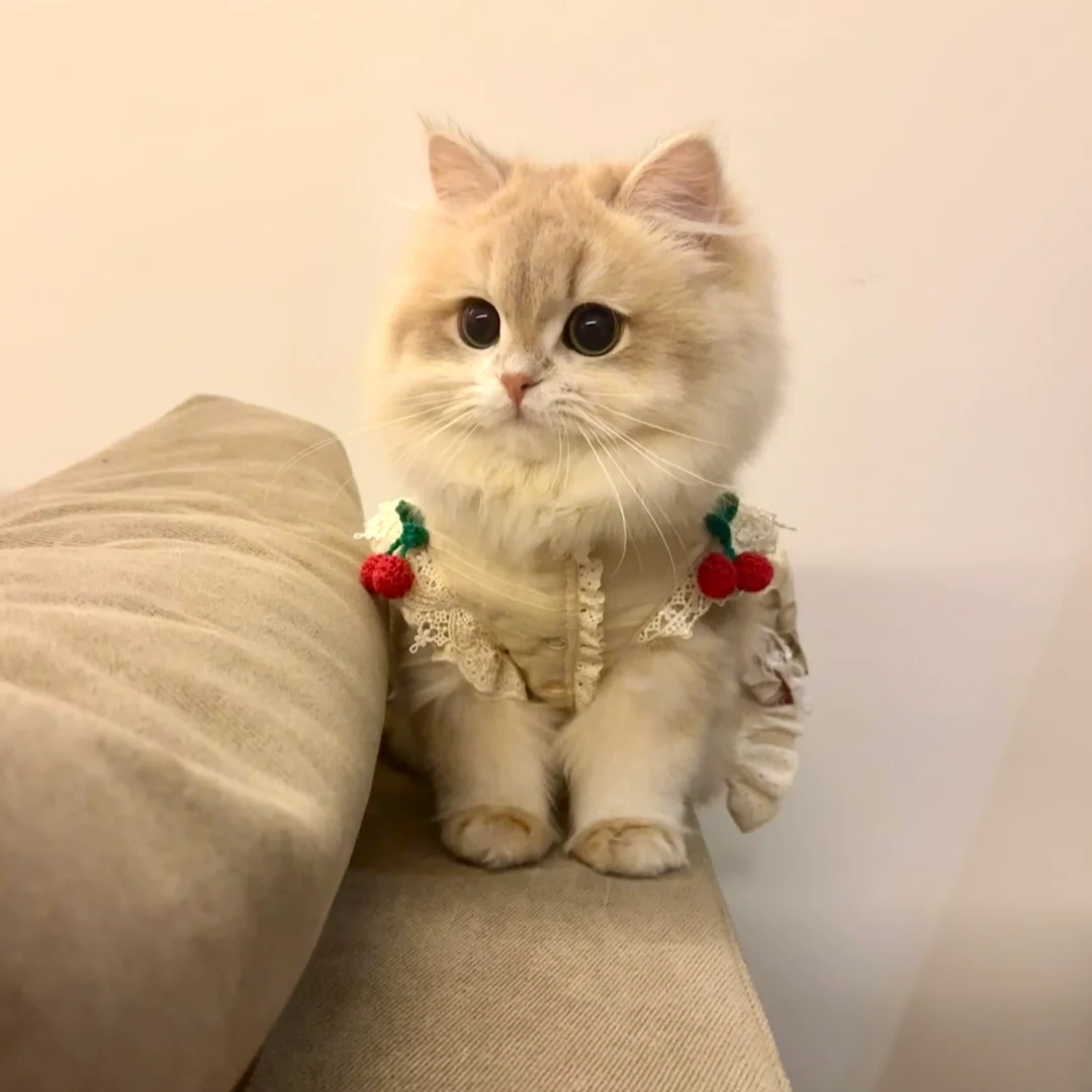 【紫色牌牌】全品种一对一挑选 不满意全额退