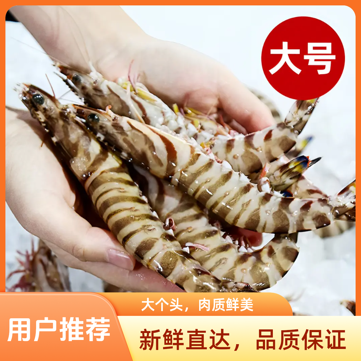 鲜活斑节虾本港码头深海现补野生斑节虾【一斤14-25个】