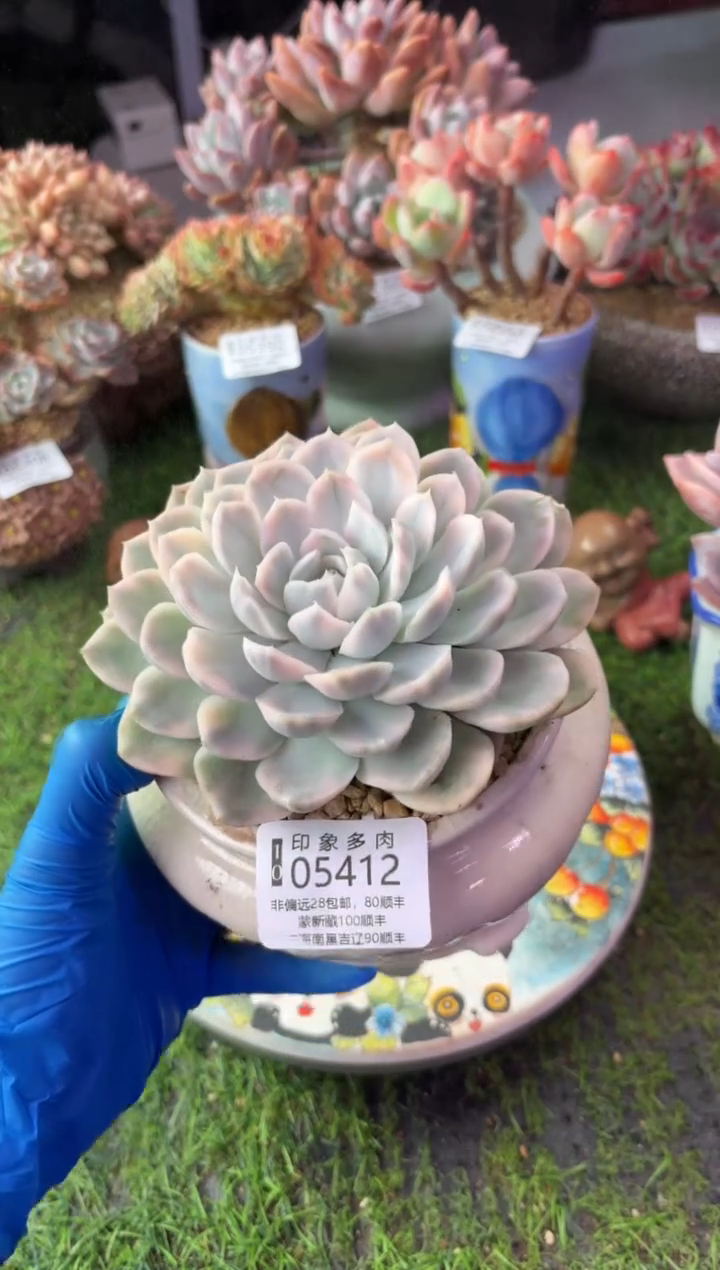 昆明印象多肉05412