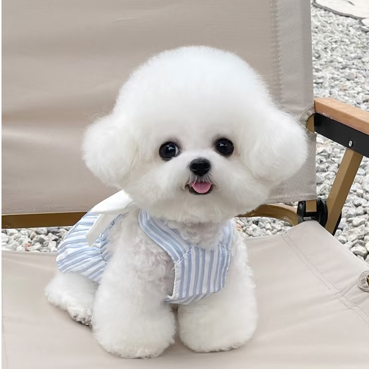 幼犬韩系比熊犬大眼睛