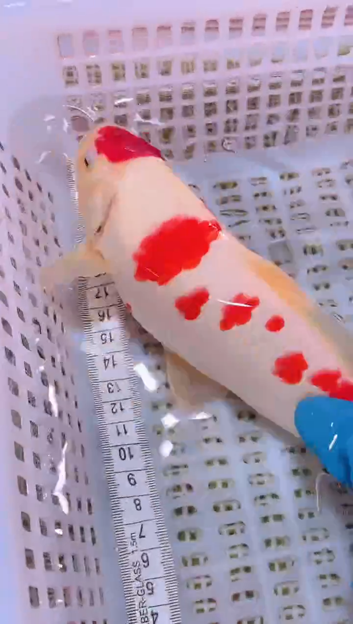 锦鲤冷水观赏鱼全场包邮33