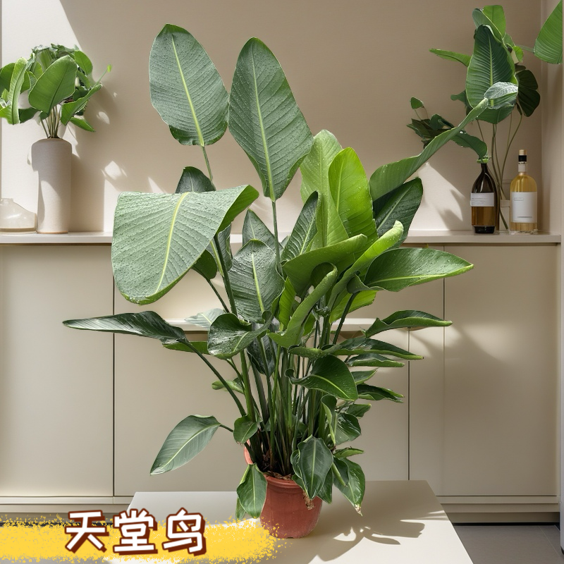 1.6-1.8米A+级天堂鸟室内客厅办公室绿植【叶片自然开裂介意慎拍】