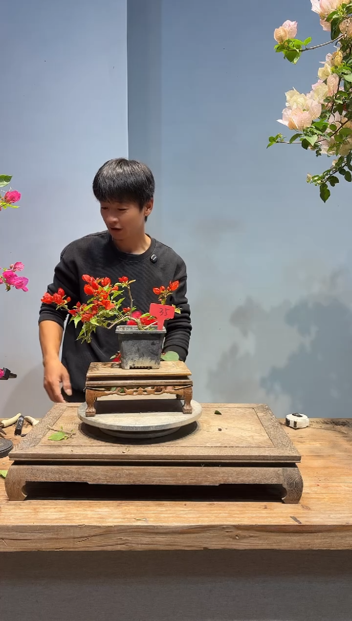 以实际为准三角梅35