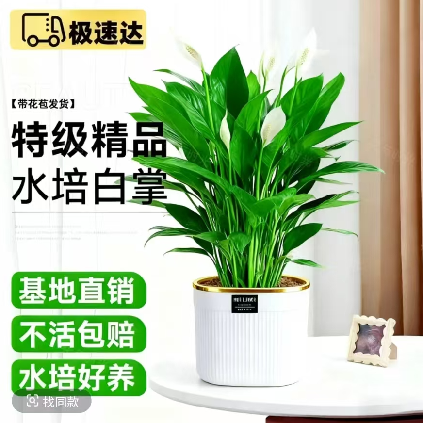 一帆风顺白掌盆栽室内绿植水培土培四季易活吸除甲醛好养