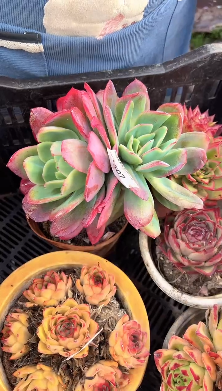 时**一多肉植物一物一拍31507