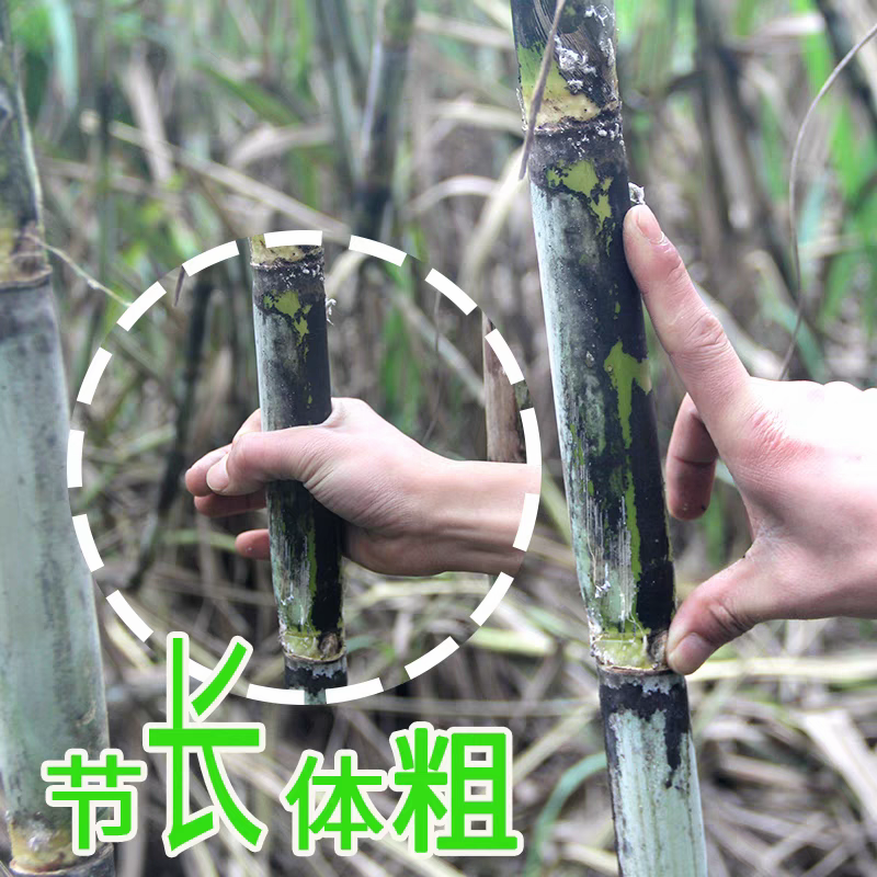 盐津普洱甘蔗脆甜多汁四季易种优质甜杆蔗整根砍装发货