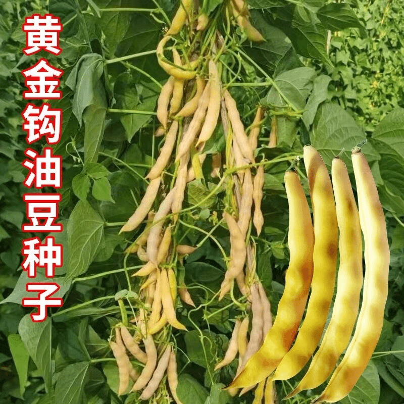 【满5包包邮】黄金钩豆角种子黄金勾油豆角种籽东北黄金沟架豆早