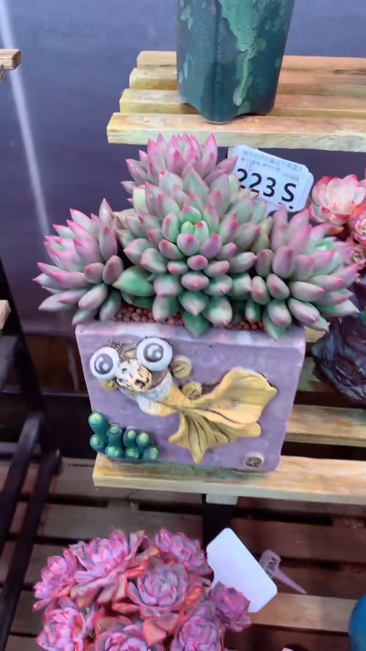 223S（一物一拍，精品多肉，所见即所得 ）