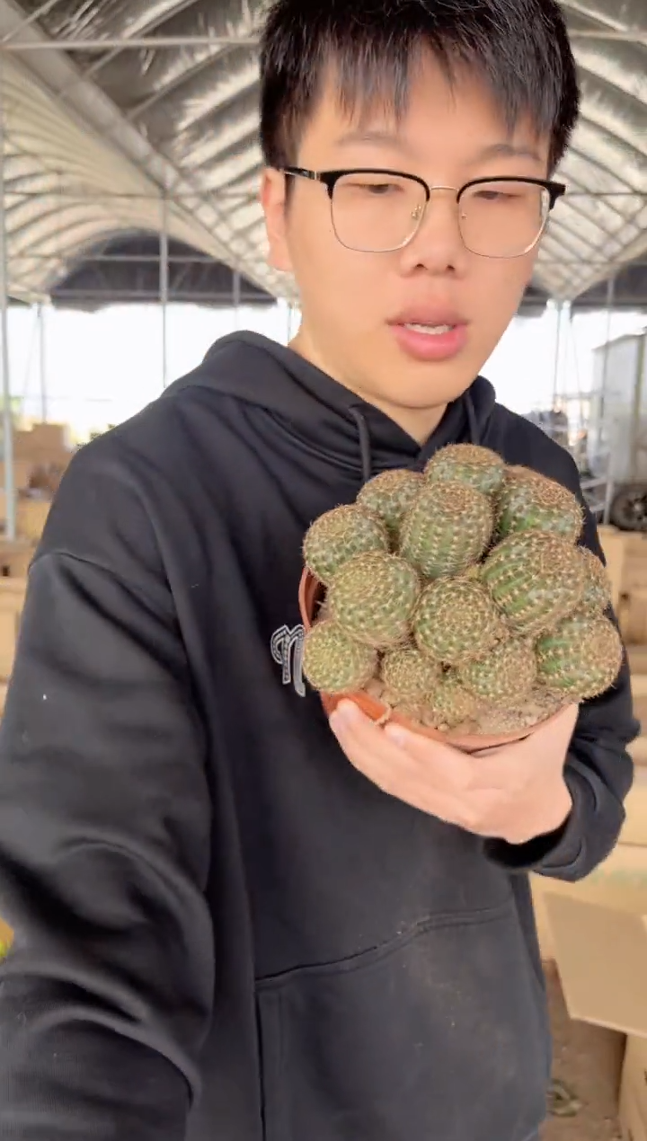 【闪购商品】超大号 丽花群生