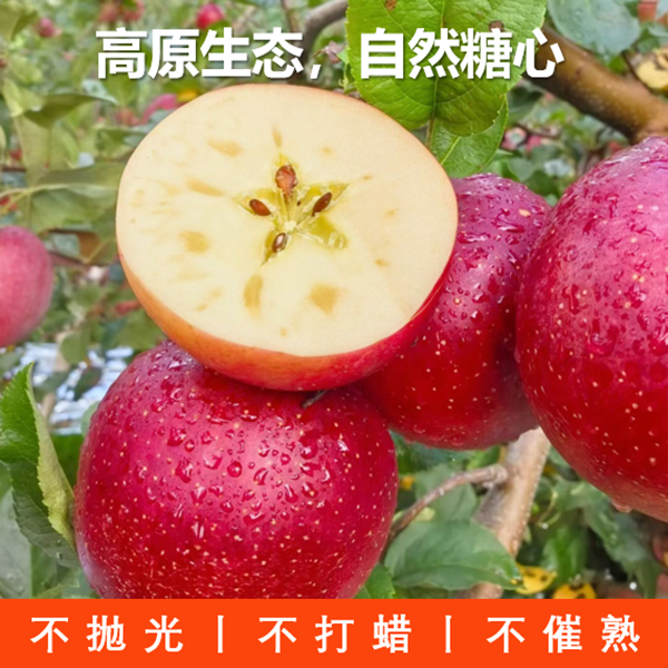 大凉山高原糖心丑苹果产地直销现摘现发
