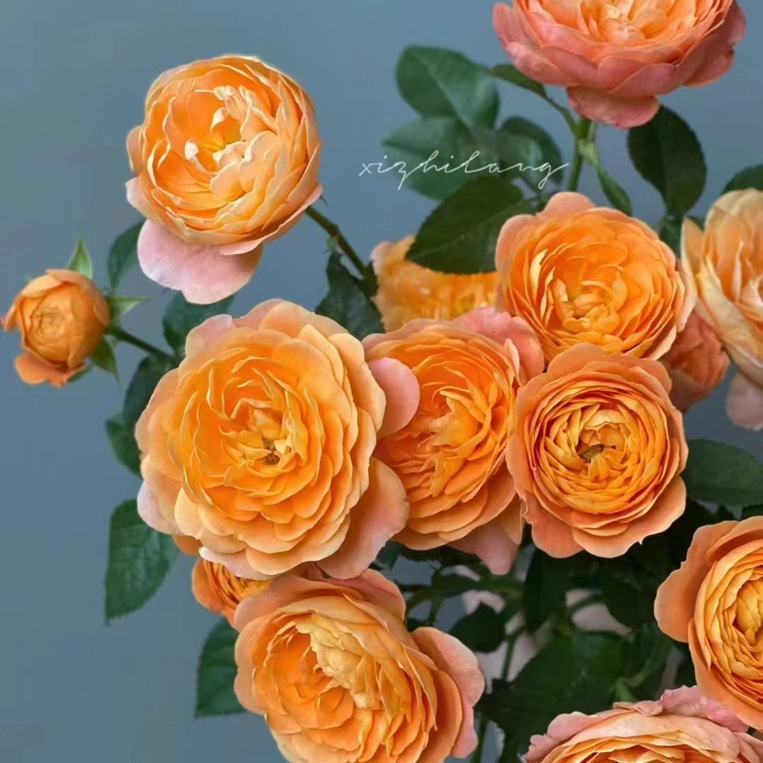 CC【180盆果汁阳台】庭院观赏月季 盆栽 花苗季节开花 阳台盆栽