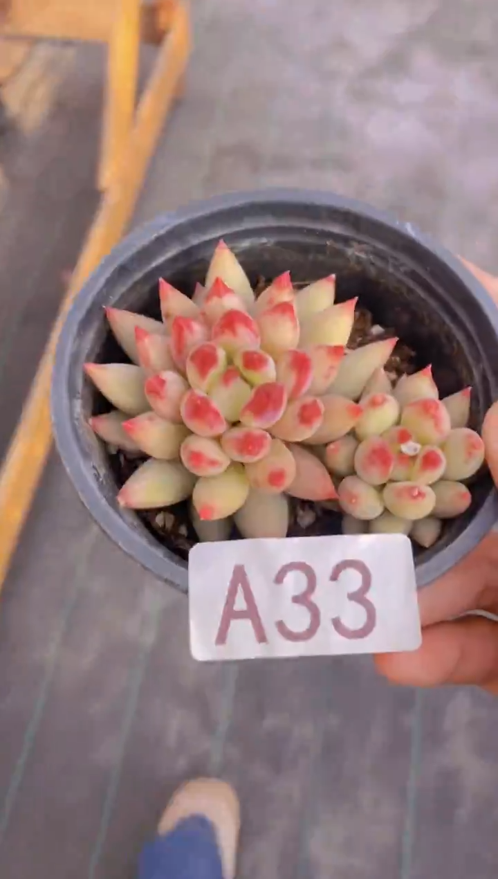 面*?A33-岩字双头 