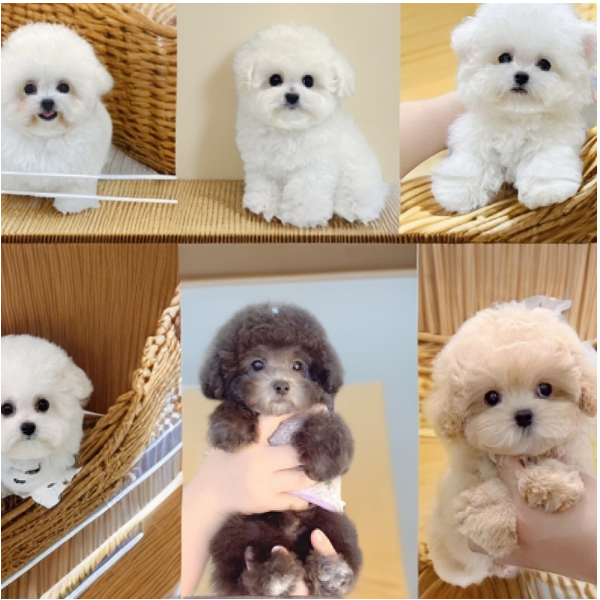 一禾带你去鉴狗狗狗李恒❗️（注意短信课程学习解锁