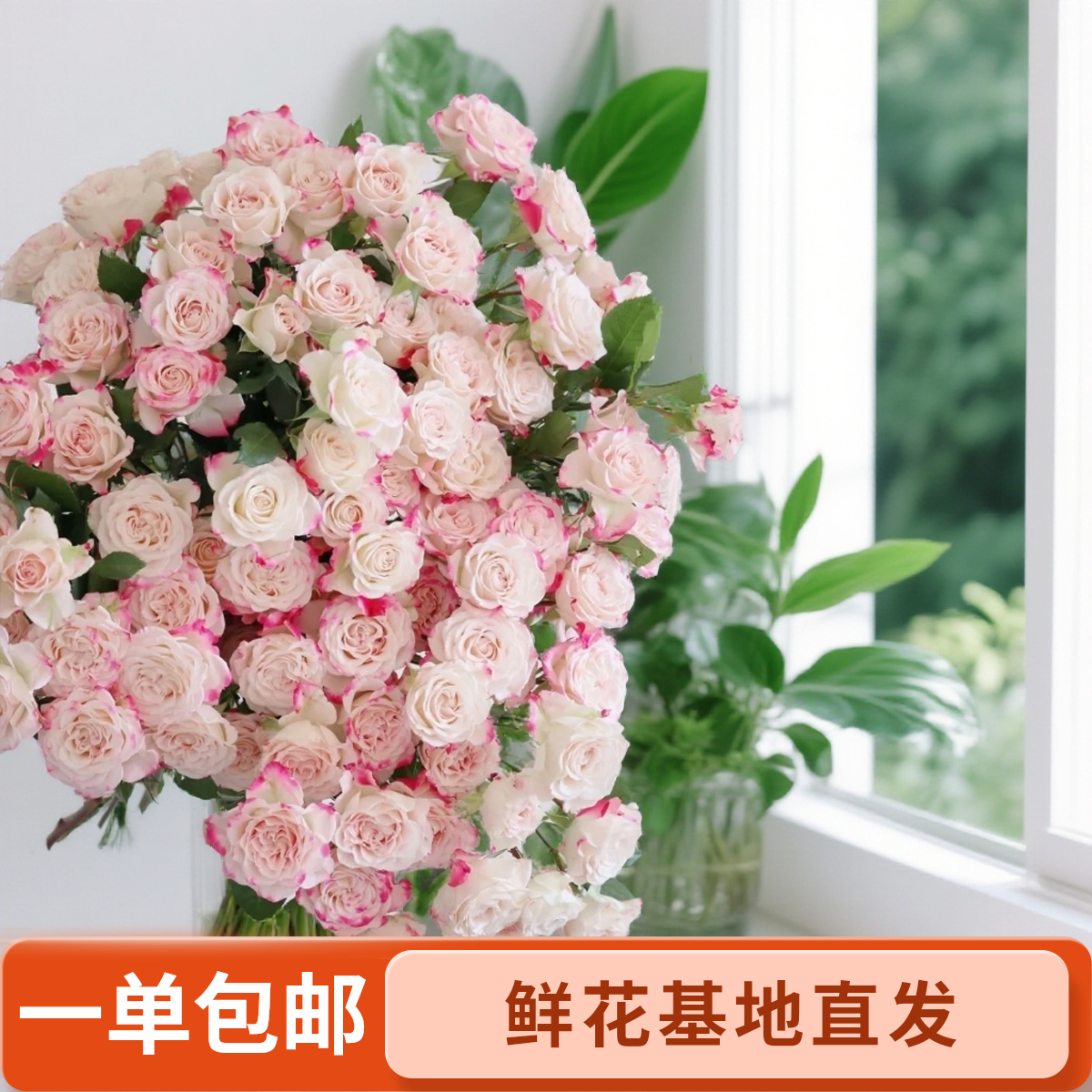 折射泡泡玫瑰云南基地直发新鲜鲜花水养客厅装饰花