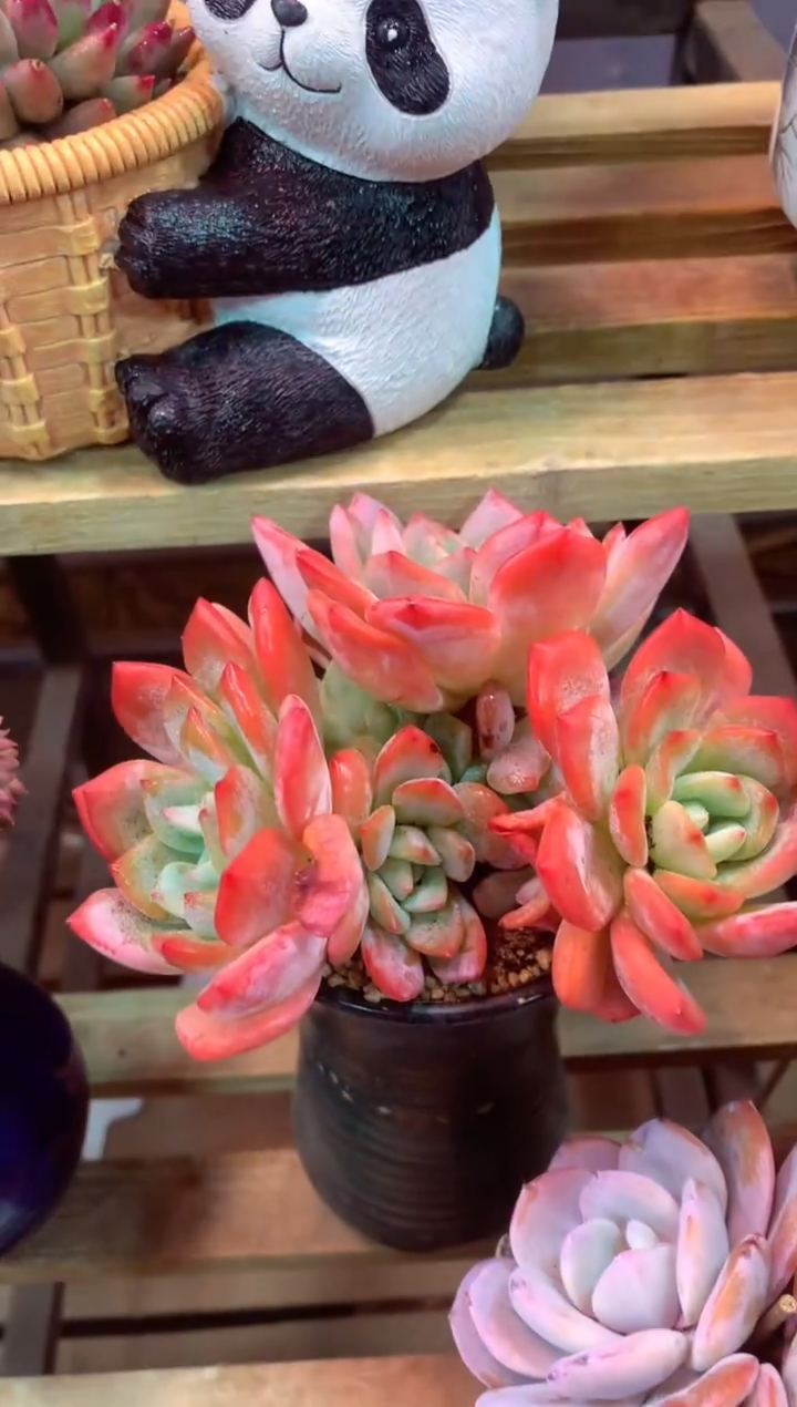 419P（一物一拍，精品多肉，所见即所得 ）