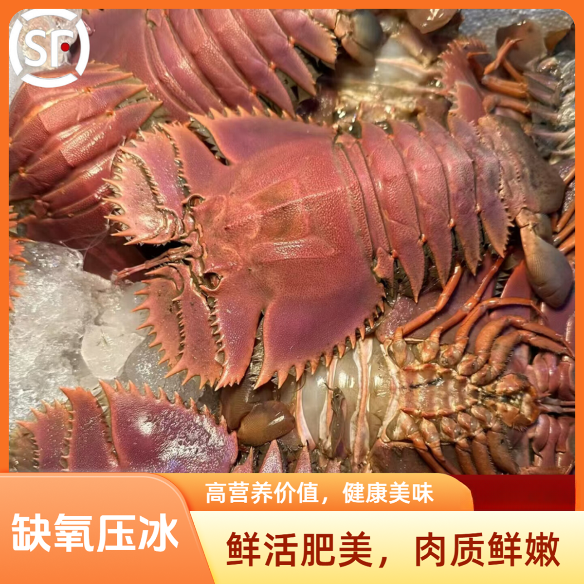 【缺氧压冰发货】刚死的 宁波石浦海鲜海捕九齿扇虾琵琶虾