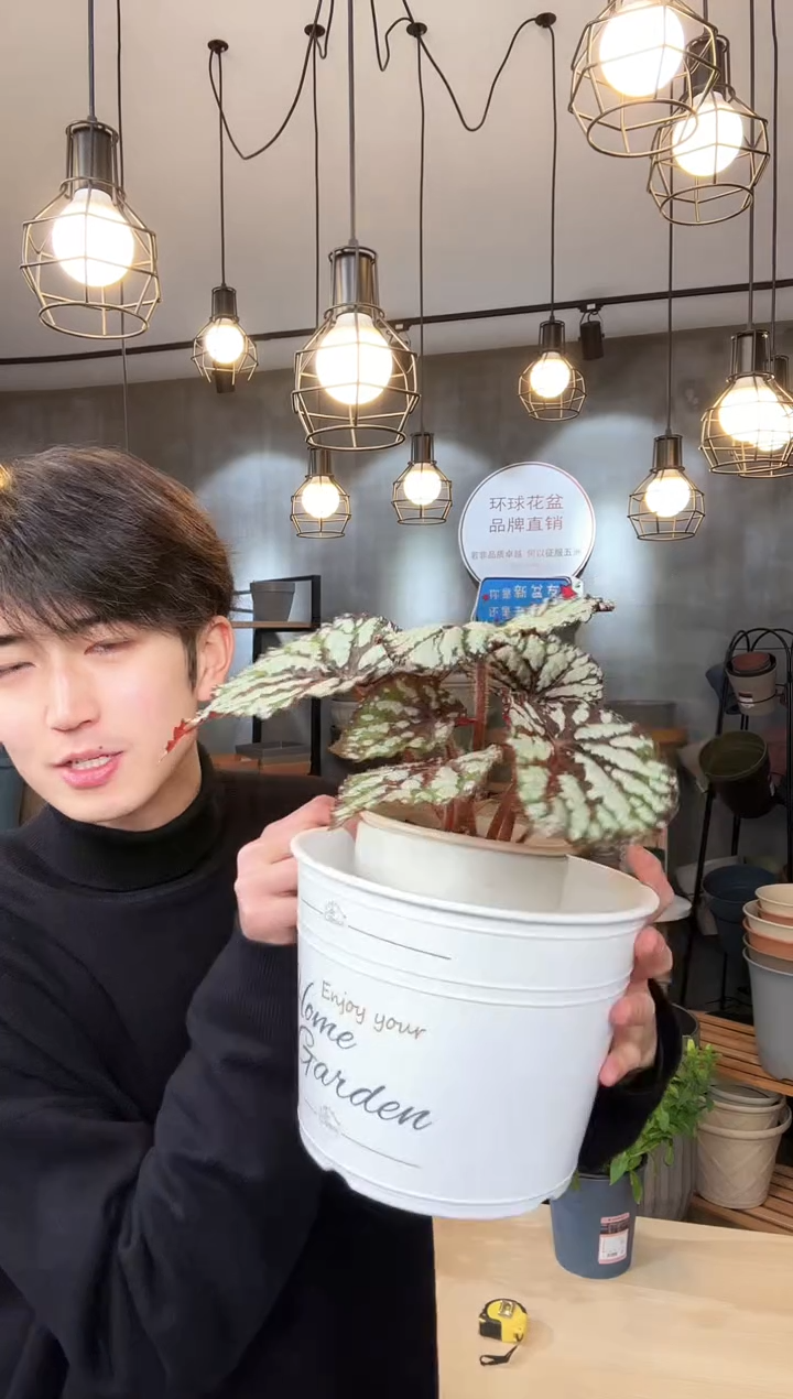 【闪购商品】塑料8寸罗斯玛丽白色印花10只无托