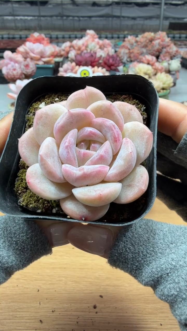 东云多肉园二店-25