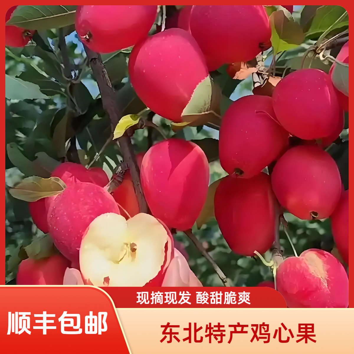 【顺丰包邮】东北特产鸡心果 香妃海棠 小苹果 现摘现发 酸甜脆爽