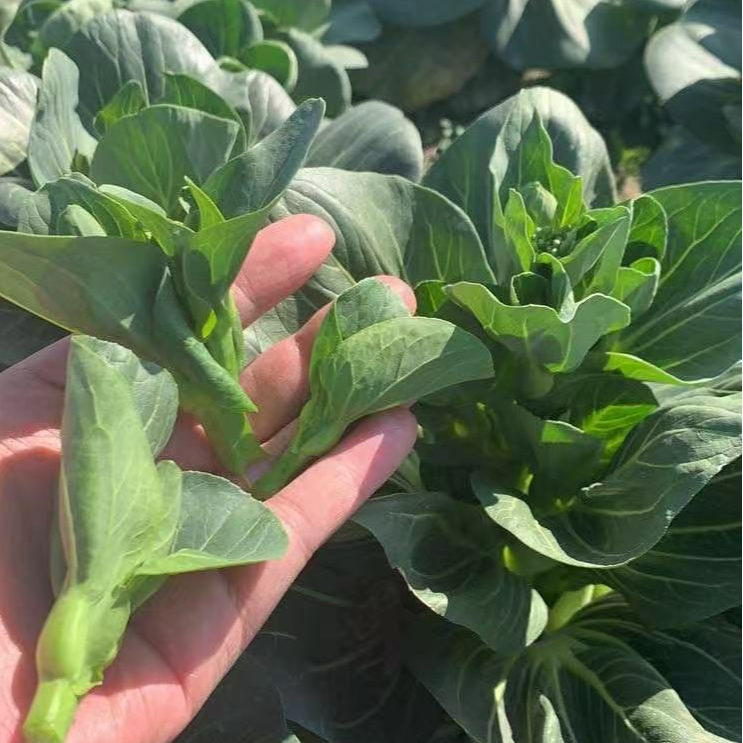 新鲜菜苔农家露天种植