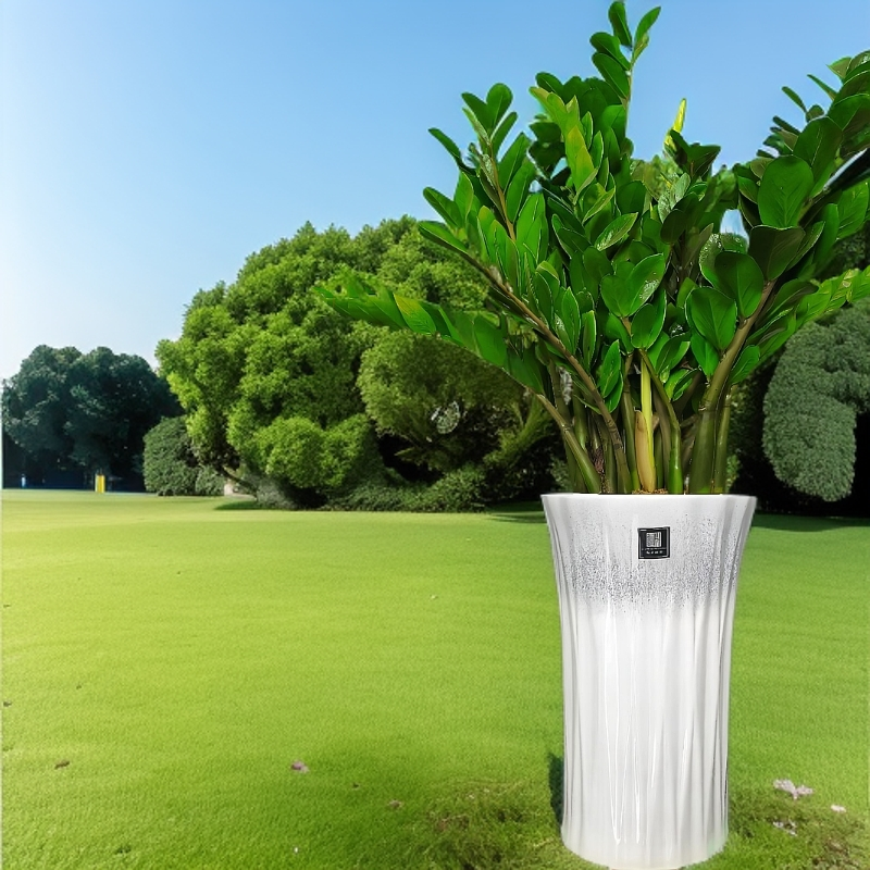 金钱树金钻大盆栽室内绿植客厅好养盆景植物大型室内绿植净化空气