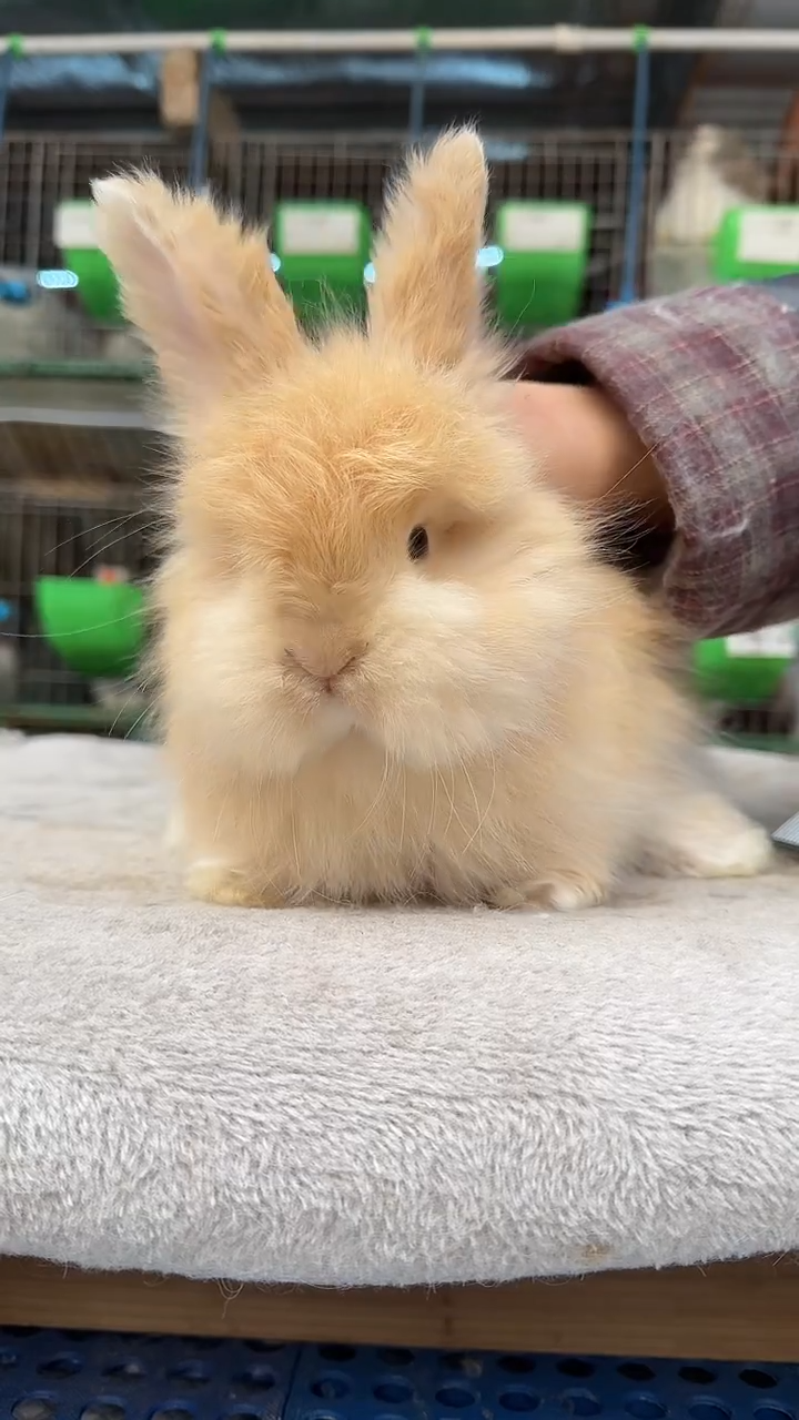 宠物兔安哥拉兔兔