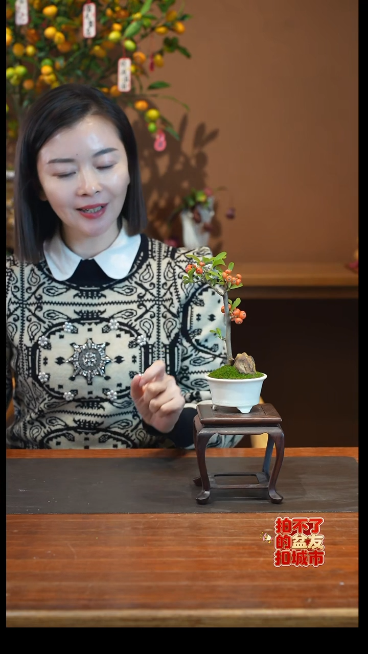 全部花朵火棘果盆景盆景