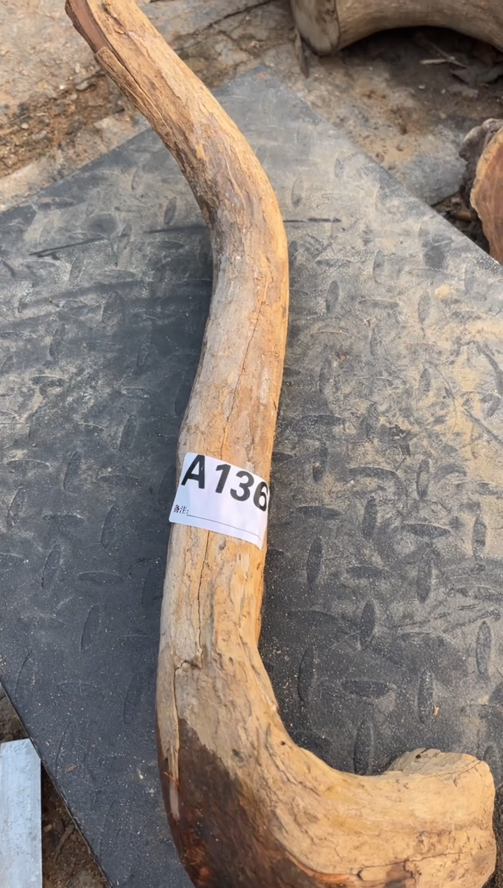 柏木（崖柏）玉**房太行崖柏