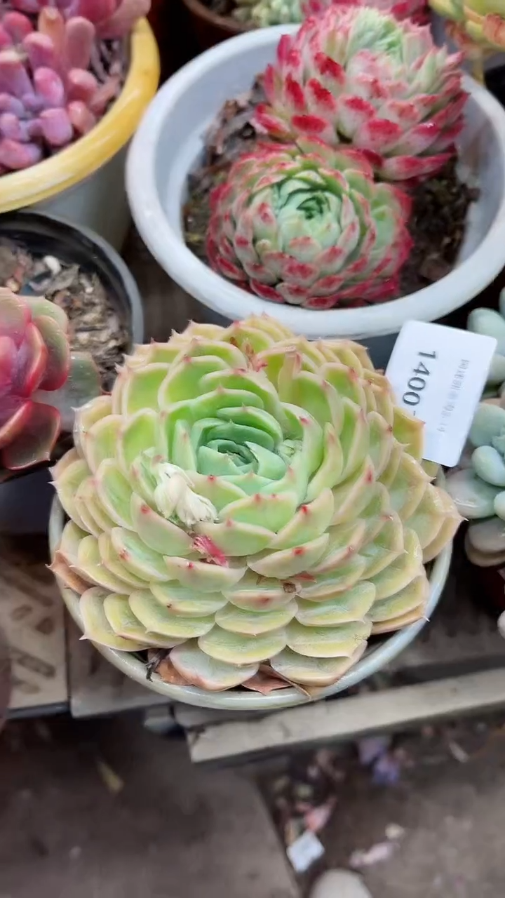 【闪购商品】14003