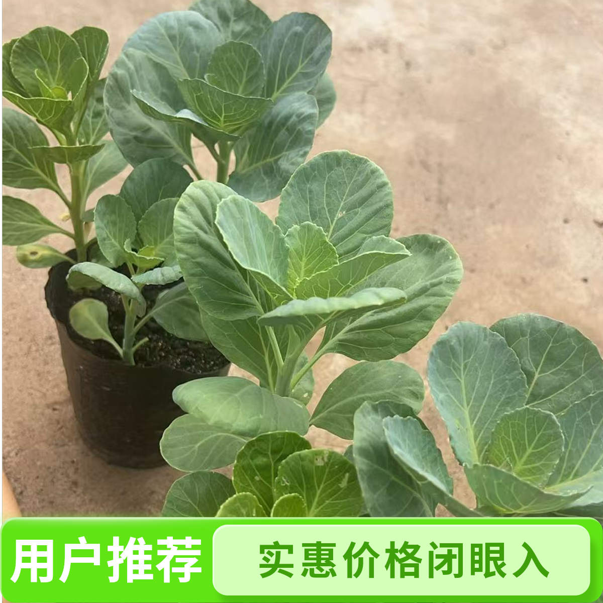 单头！4颗发！不指定品种，随机发
