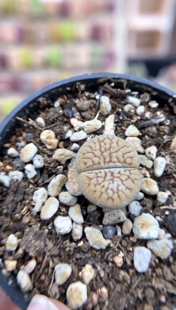 【闪购商品】7261直播间一物一拍