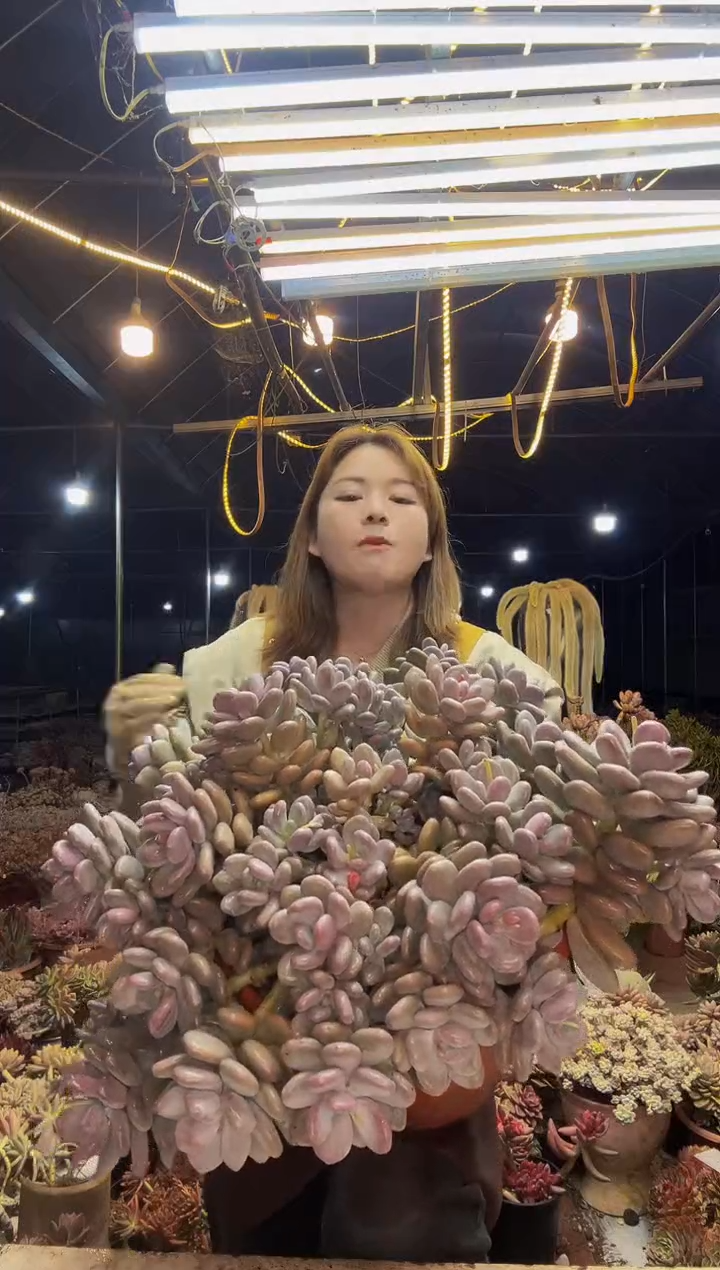 【闪购商品】大叶奶一物一拍（物流自理）