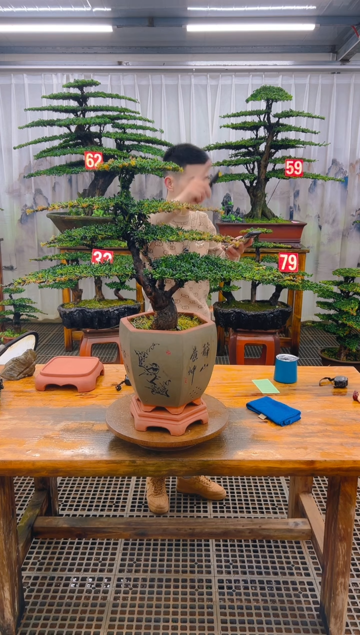 无花朵精品盆景直播间一物一拍