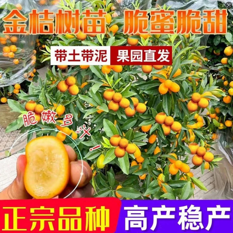 [带果发货]脆皮金桔树苗盆栽地栽阳台庭院楼顶室内橘子果树苗65