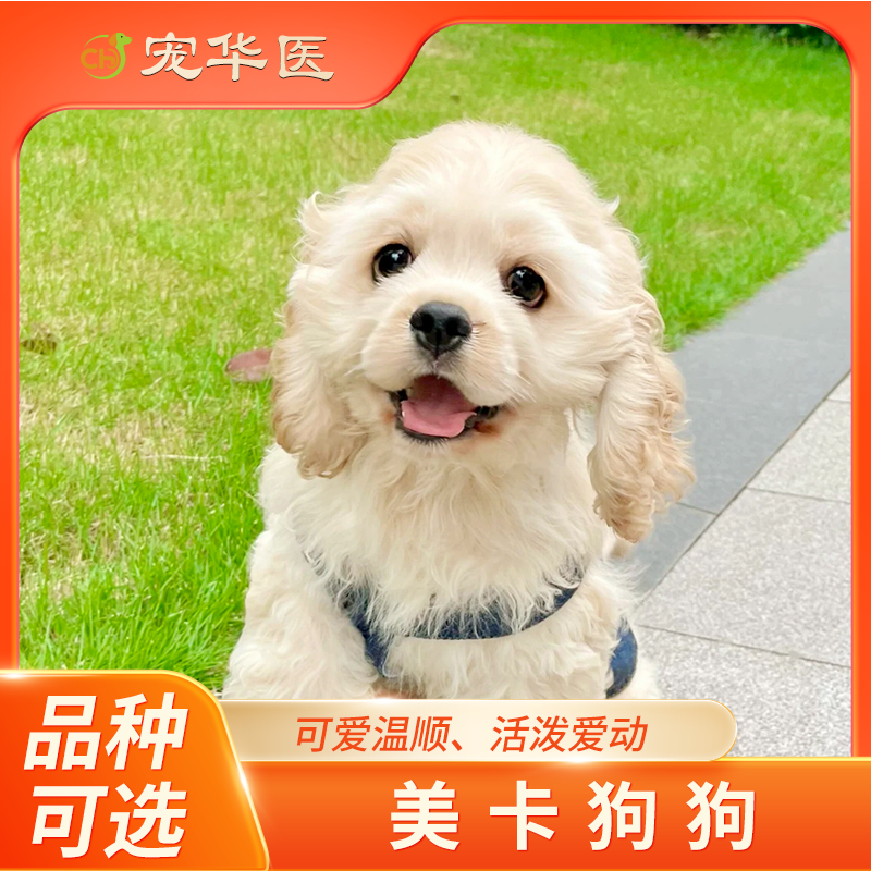 美卡犬 幼犬 活体狗狗  可爱温顺 