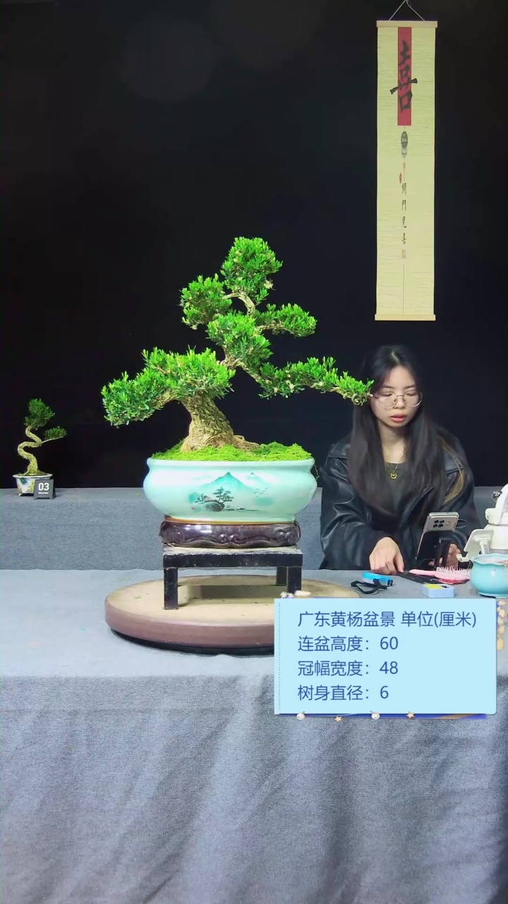 【闪购商品】黄杨盆景黄杨盆景