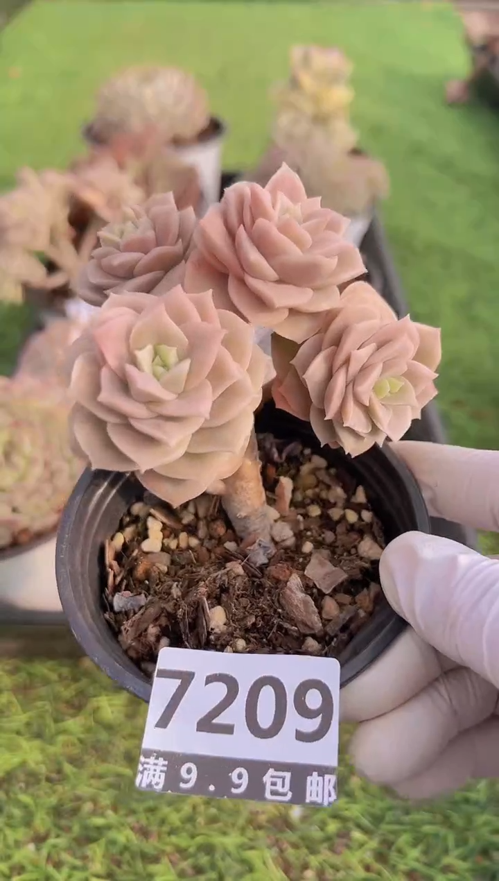 【闪购商品】信福多肉一物一拍