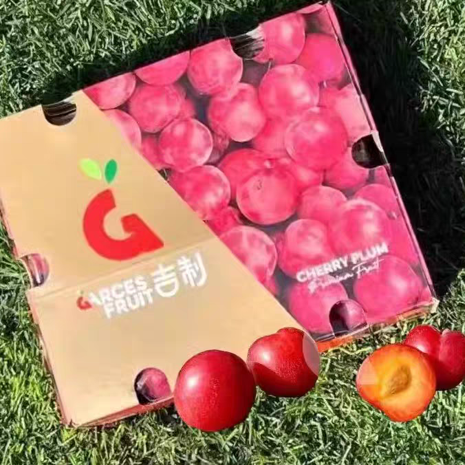 吉制樱桃李子（约5斤）