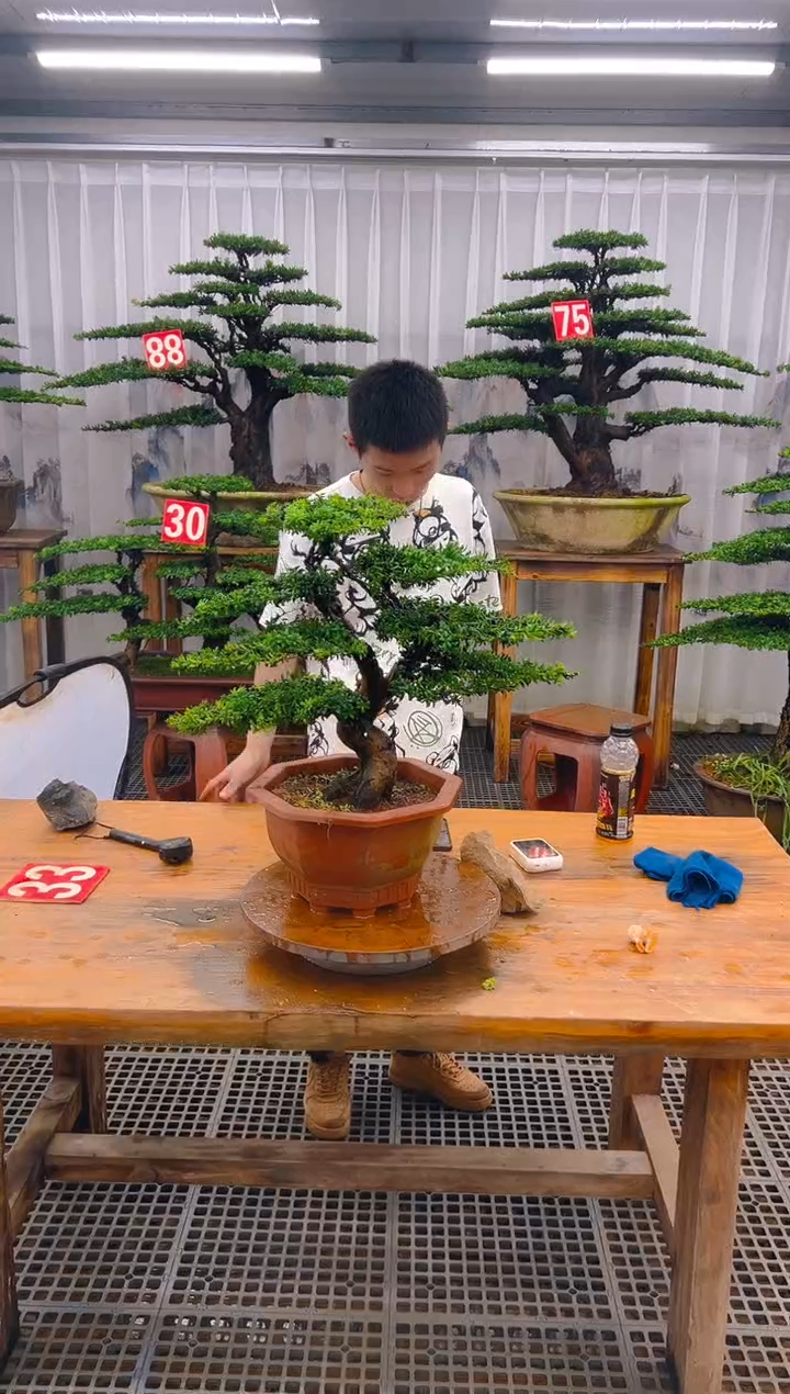 无花朵精品盆景直播间一物一拍