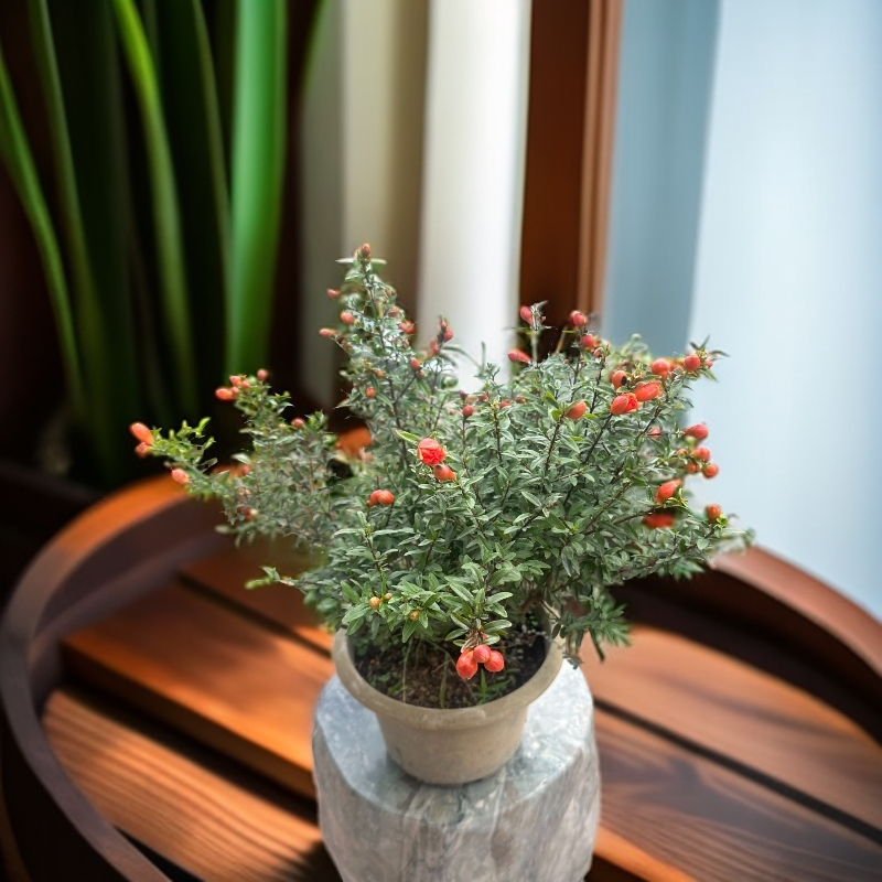 软籽石榴盆栽适合室内种植观赏佳品