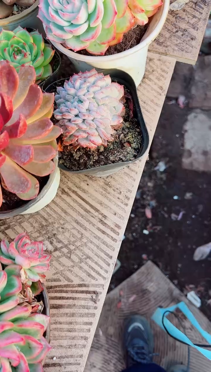 淘****）多肉植物一一物一拍15125