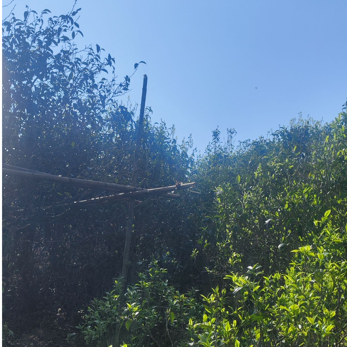 【古树】2024年章外石头寨头春500克