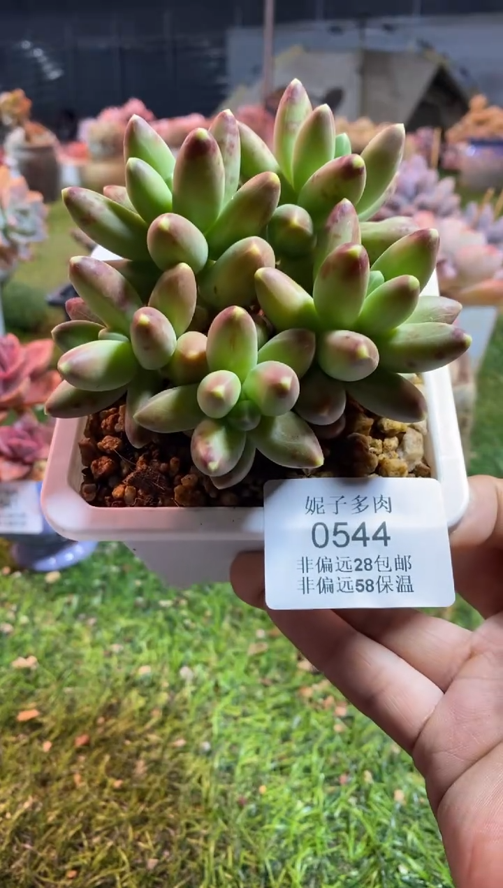 【闪购商品】0544a